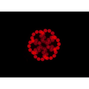 Focus Spot 5Z ADJ Lyre Led 200W primes - Zoom 11-22°