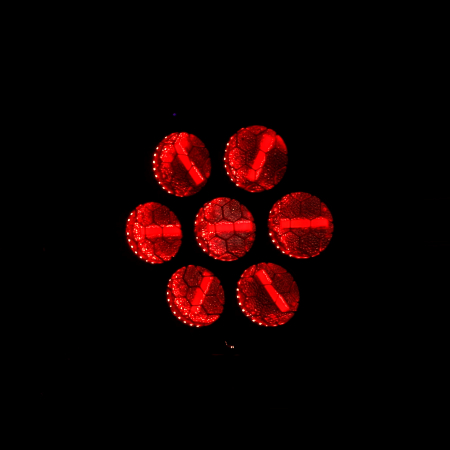 Image nº11 du produit ARDECO 7GLD J.COLLYNS – Projecteur retro 7 x 60W Blanc chaud et couleur